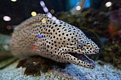 《漫威蜘蛛侠2》PS5联动主机开启预购 售价599.99美元